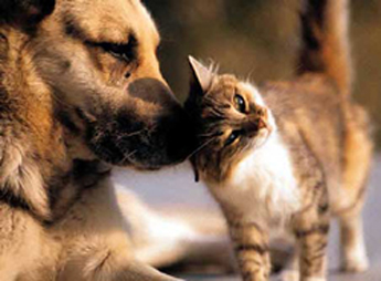 Pet Care Clinic