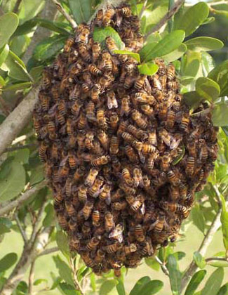 Total Hive Removal